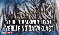 Yerli hamsinin fiyatı yerli fındığa yaklaştı