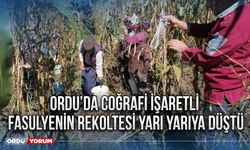 Ordu’da coğrafi işaretli fasulyenin rekoltesi yarı yarıya düştü