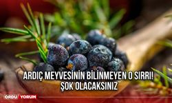 Ardıç meyvesinin bilinmeyen o sırrı! Şok olacaksınız