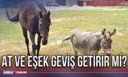 At ve Eşek geviş getirir mi?