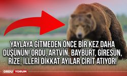 Yaylaya gitmeden önce bir kez daha düşünün! Ordu, Artvin, Bayburt, Giresun, Rize, illeri dikkat ayılar cirit atıyor!