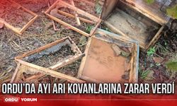 Ordu’da ayı arı kovanlarına zarar verdi