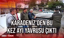 Karadeniz'den bu kez ayı yavrusu çıktı