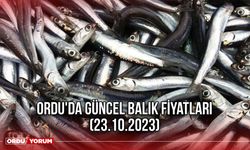 Ordu'da güncel balık fiyatları (23.10.2023)