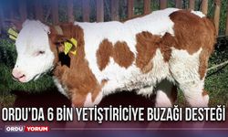 Ordu’da 6 bin yetiştiriciye buzağı desteği