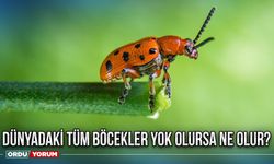 Dünyadaki tüm böcekler yok olursa ne olur?