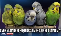 Evde muhabbet kuşu beslemek caiz mi günah mı?