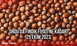 Ordu'da fındık fiyatı ne kadar? 25 Ekim 2023