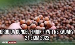 Ordu'da güncel fındık fiyatı ne kadar? 21 Ekim 2023