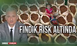 Fındık risk altında