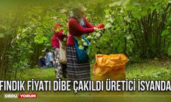 Fındık fiyatı dibe çakıldı üretici isyanda