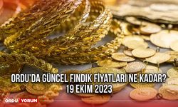 Fındık Fiyatı düşüşte üretici şokta