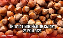 Ordu'da fındık fiyatı ne kadar? 23 Ekim 2023