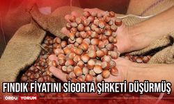 Fındık fiyatını Sigorta şirketi düşürmüş