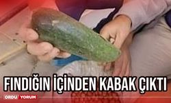 Fındığın içinden kabak çıktı