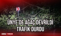 Ünye'de ağaç devrildi trafik durdu