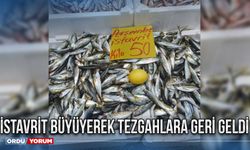 İstavrit büyüyerek tezgahlara geri geldi