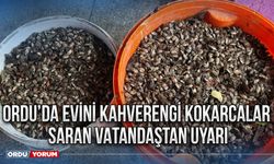 Ordu’da evini kahverengi kokarcalar saran vatandaştan uyarı