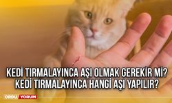 Kedi Tırmalayınca aşı olmak gerekir mi? Kedi Tırmalayınca hangi aşı yapılır?