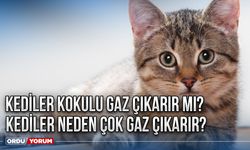 Kediler kokulu gaz çıkarır mı? Kediler neden çok gaz çıkarır?