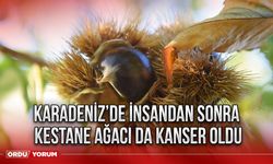 ​Karadeniz’de insandan sonra kestane ağacı da kanser oldu