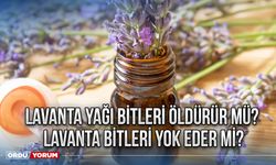 Lavanta Yağı bitleri öldürür mü? Lavanta bitleri yok eder mi?