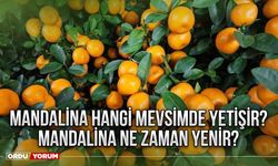 Mandalina hangi mevsimde yetişir? Mandalina ne zaman yenir?