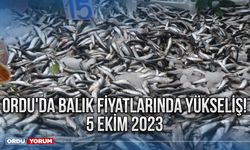 Ordu'da balık fiyatlarında yükseliş! 5 Ekim 2023