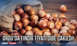 Ordu'da fındık fiyatı dibe çakıldı!