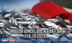 Ordu'da güncel balık fiyatları (16.10.2023)