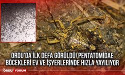 Ordu'da ilk defa görüldü! Pentatomidae böcekleri ev ve işyerlerinde hızla yayılıyor