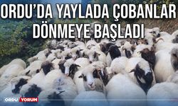 Ordu’da yaylada çobanlar dönmeye başladı