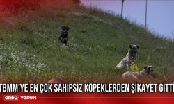 TBMM'ye en çok sahipsiz köpeklerden şikayet gitti