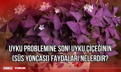 Uyku problemine son! Uyku çiçeğinin ( süs yoncası) faydaları nelerdir?