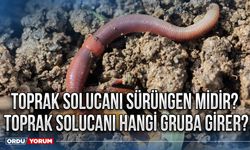 Toprak solucanı sürüngen midir? Toprak solucanı hangi gruba girer?