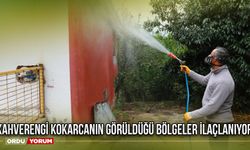 Kahverengi kokarcanın görüldüğü bölgeler ilaçlanıyor