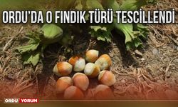 Ordu’da o fındık türü tescillendi