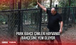 Park bahçe çimleri hayvanat bahçesine yem oluyor