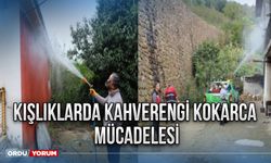 Kışlıklarda kahverengi kokarca mücadelesi