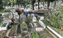 Zonguldak ve Düzce'de fırtınada devrilen ağaçlar mezarlara zarar verdi