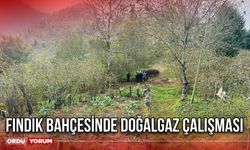 Fındık bahçesinde doğalgaz çalışması