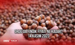 Ordu'da fındık fiyatı ne kadar? 14 Kasım 2023