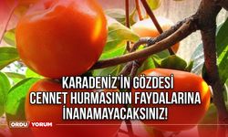 Karadeniz’in gözdesi! Cennet hurmasının faydalarına inanamayacaksınız!