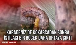 Karadeniz’de Kokarcadan sonra istilacı bir böcek daha ortaya çıktı