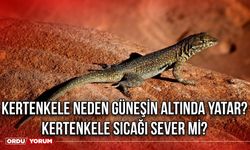 Kertenkele neden güneşin altında yatar? Kertenkele sıcağı sever mi?