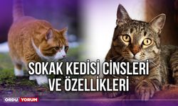 Sokak Kedisi Cinsleri ve Özellikleri