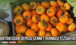 Antioksidan deposu cennet hurması tezgahta!