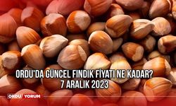 Ordu'da güncel fındık fiyatı ne kadar? 7 Aralık 2023