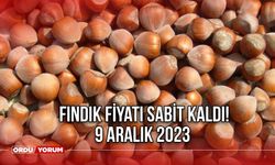 Fındık fiyatı sabit kaldı! 9 Aralık 2023