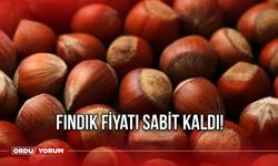 Fındık fiyatı sabit kaldı!